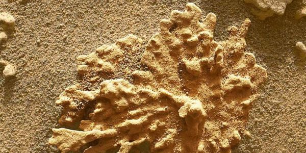 Coral-shaped rock found on Mars: NASA’s Curiosity rover captures stunning image